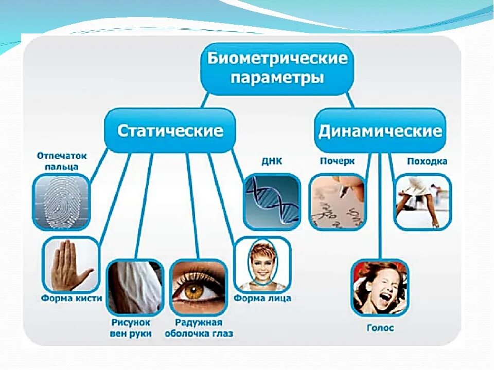 Что входит в биометрию