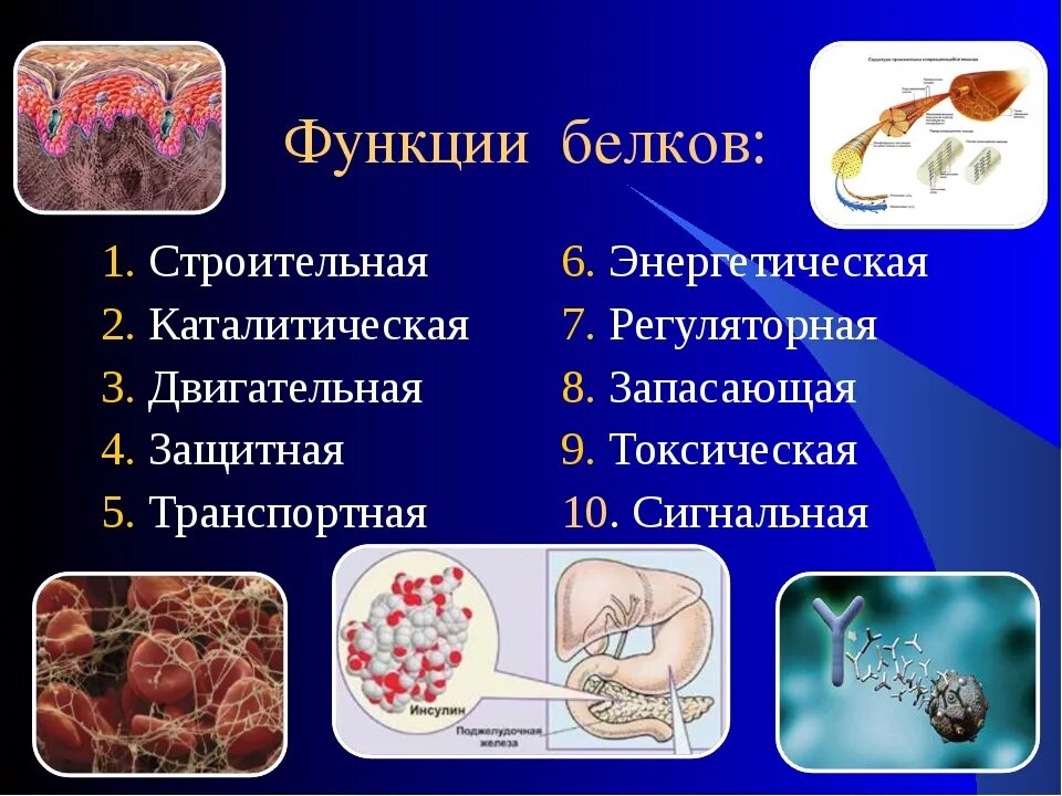 Белки механическая функция. Функции белков биология 8 класс. Функции белка химия. Белки функции химия. Функции белков 10 класс биология.