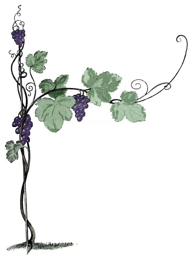 Веточка винограда. Виноградная лоза. Изображение виноградной лозы. Виноград рисунок.
