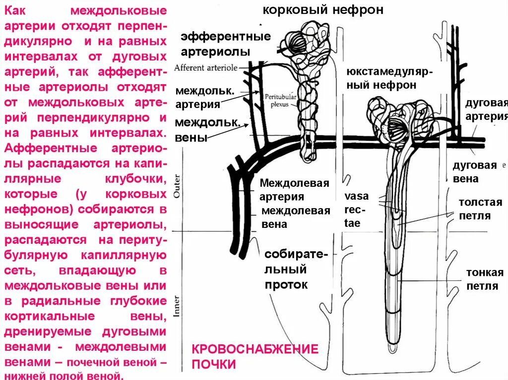 Почечные артерии и вены. Кровоснабжение нефрона. Строение нефрона и кровоснабжение почки. Междольковые артерии почки. Кровоснабжение корковых нефронов.