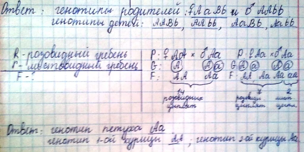 Розовидный гребень-доманантальный призрак у кур. У кур розовидный гребень определяется геном r листовидный r. У кур розовидный гребень определяется геном r листовидный r петух. У кур розовидный гребень определяется доминантным геном.