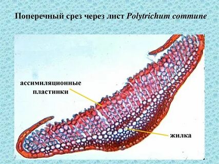 Срез через