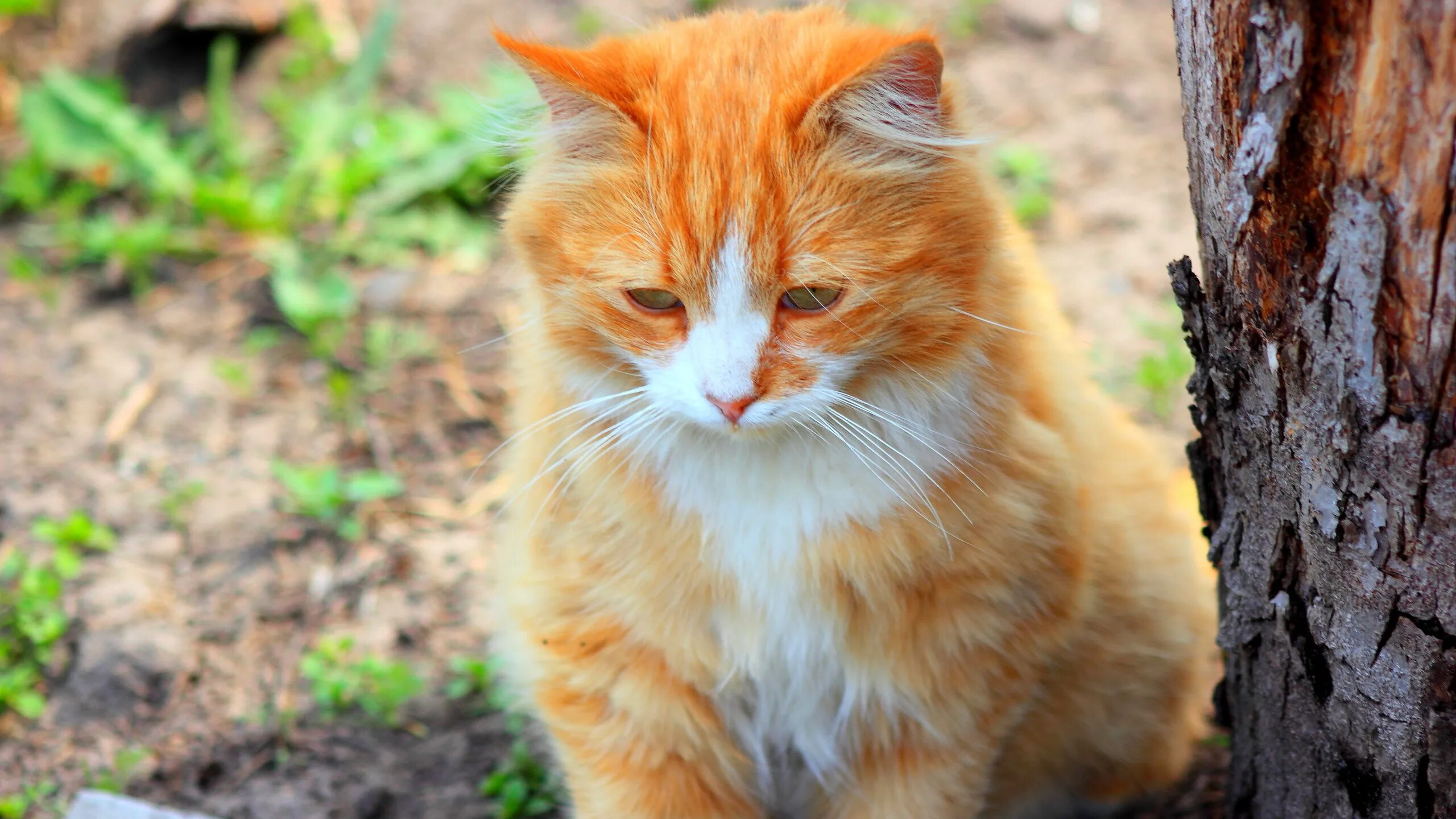 Рыжий кот животное. Рыжая кошка. рыжий котик. рыжий дворовый кот. огненно рыжий котик.