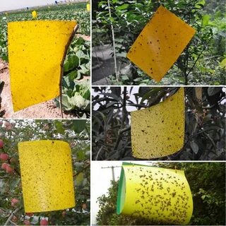 Приманка для насекомых