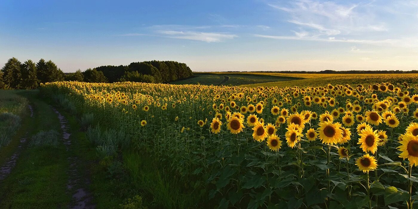 Турбаза подсолнухи нижегородская. Поле подсолнухов в алексеевке. Нижегородская подсолнухи. Нижегородская подсолнухи. Подсолнуховое поле алтайский край.