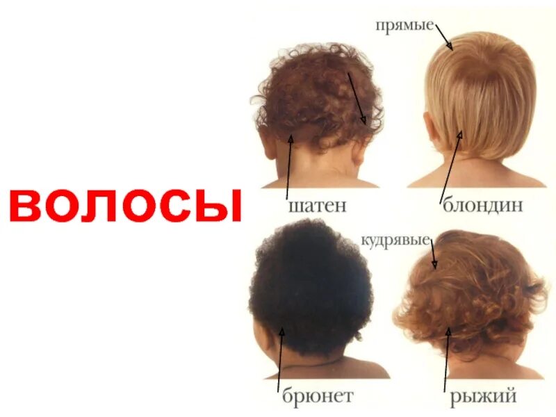 Как называется начало волос. Части тела волосы для детей. волосыля детей карточки. название частей волос. волосы презентация для детей.