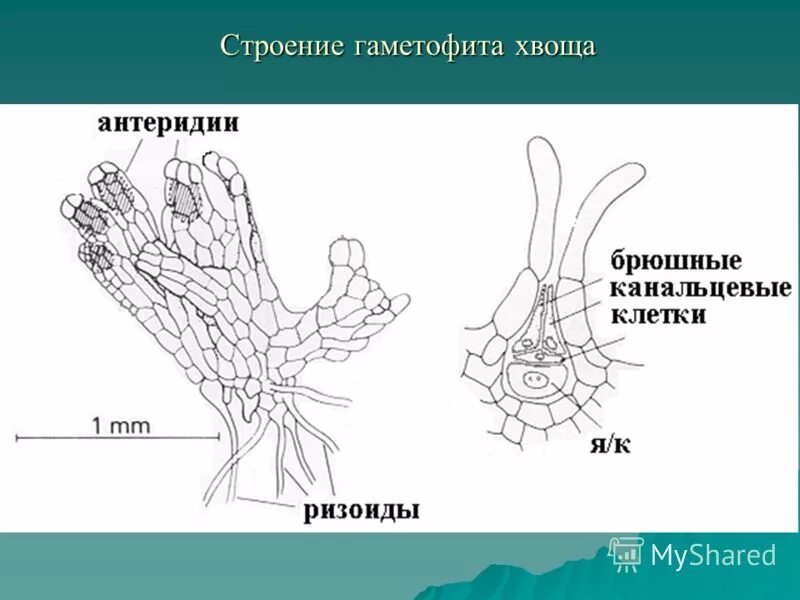 Строение гаметофита хвоща полевого. Заросток хвоща гаметофит. Хвощевидные заросток. Заросток папоротника. Заросток хвоща строение.