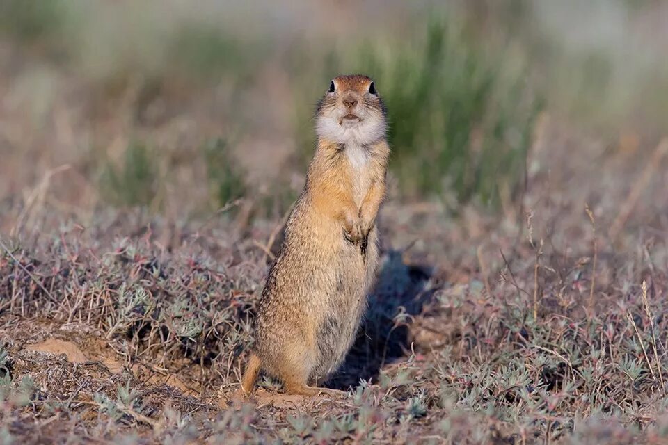 Желтый суслик spermophilus fulvus. Астраханский степной суслик. Зона степей суслик. Суслик даурского заповедника даурский. Суслик степной.