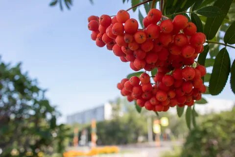 Прогноз погоды сосновоборск красноярский край на неделю