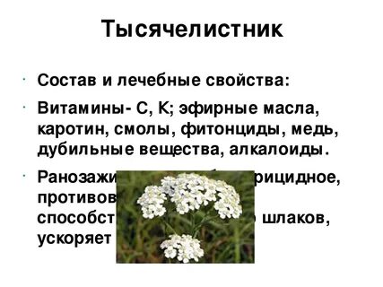 Систематика тысячелистника