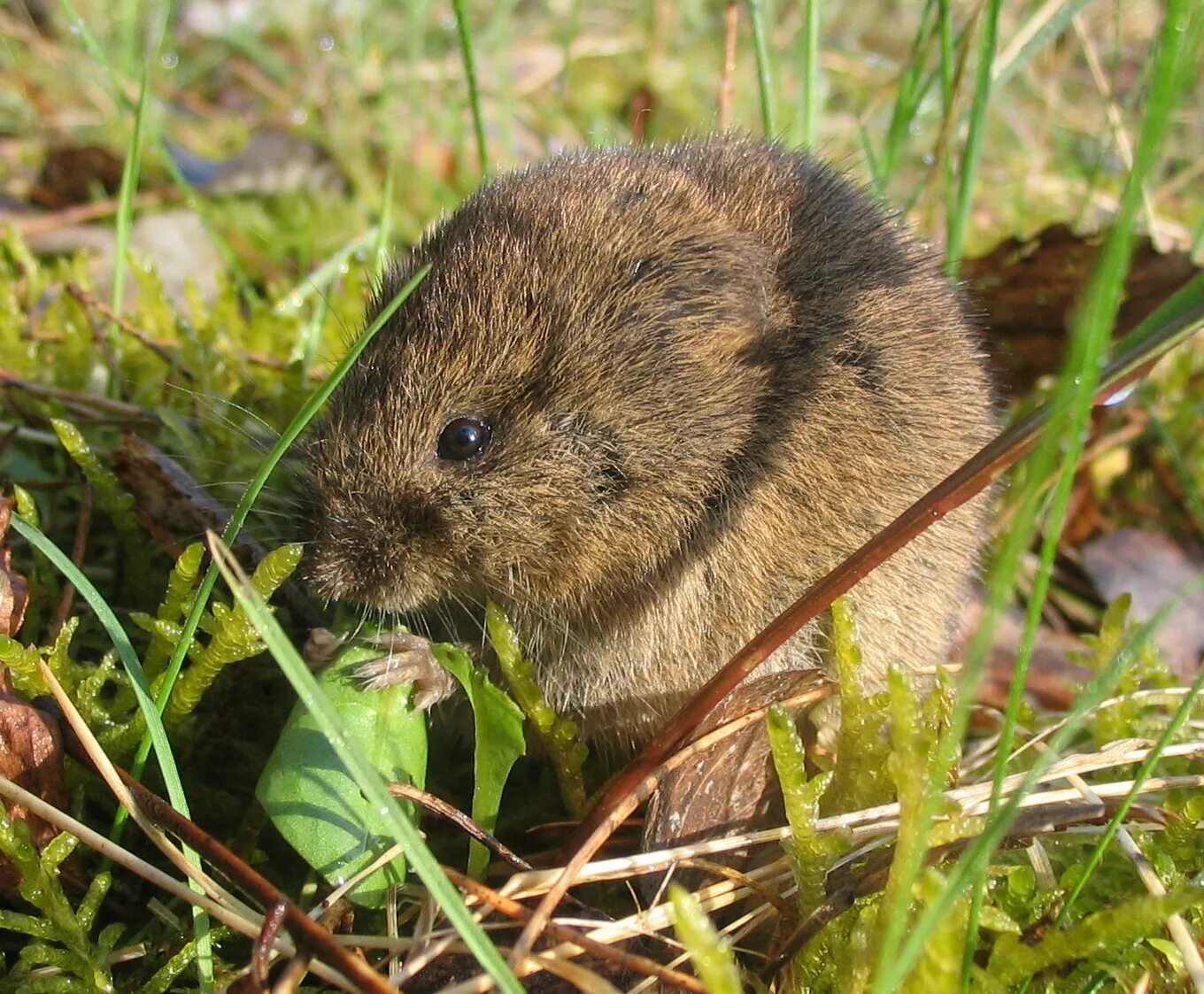 Средняя мышь. Обыкновенная полевка Microtus arvalis. Восточноевропейская полёвка. Баварская полёвка. Ольхонская полевка.