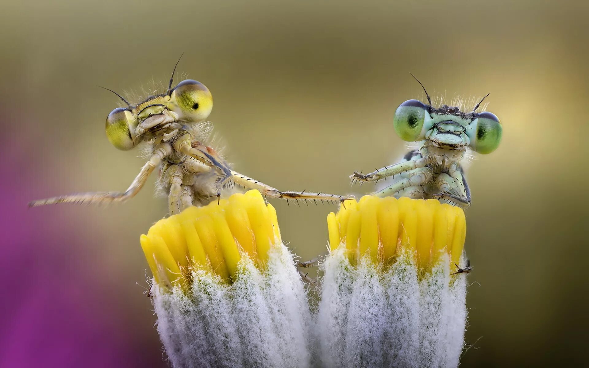 Удивительный мир видео. Макросъемка. Красивые насекомые. Макромир человек. Макрофотографии животных и растений.