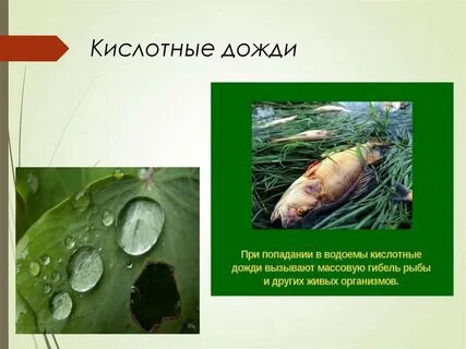 Acid rain the fish and plant species