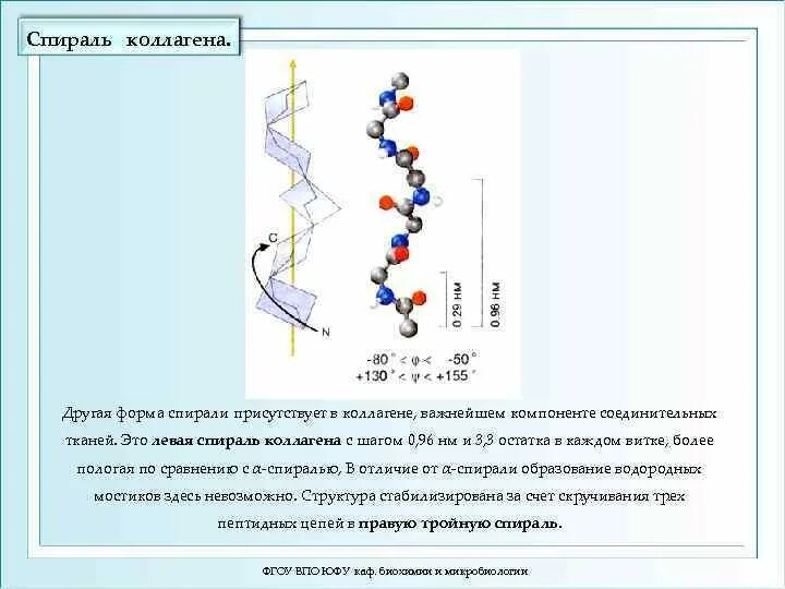 Водородные мостики. Коллагеновая спираль вторичной структуры. Вторичная структура белка коллагеновая спираль. Коллагеновая спираль биохимия. Вторичная структура коллагена.