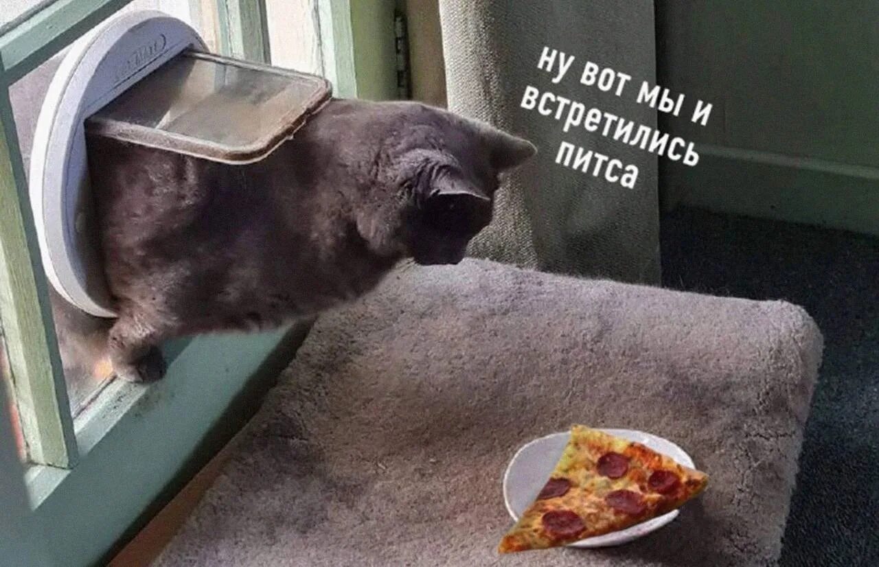 Глупый встретить. Котик и питса. Кот и пицца. Кот и пицца Мем. Мемы с пиццей и котом.