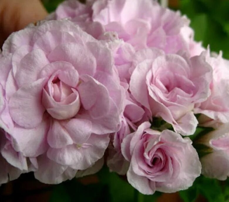 пеларгония ат пинк. герань австралиан пинк. пеларгония жокей фото. пеларгония жокей фото. герань белая махровая.