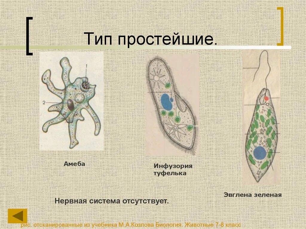 Типы простейших животных 7 класс биология. Тип простейшие. Виды простейших. Тип простейшие protozoa.