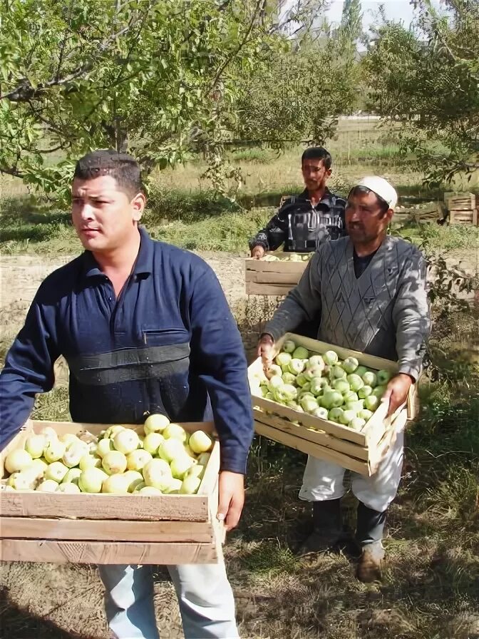 в саду созрели яблоки. в намангане яблоки зреют ароматные. яблоко зреет. в намангане яблоки зреют ароматные. в намангане яблоки зреют ароматные.