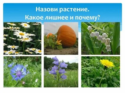 Дико культурные