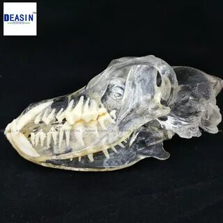 Костные челюсти птицы покрыты