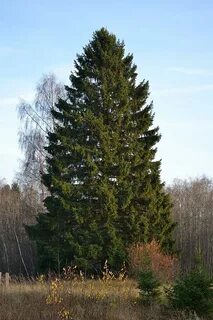 Фото большой ели