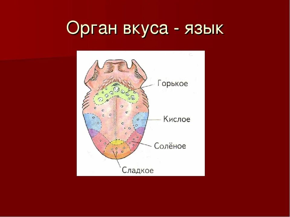 Любой язык состоит из. Орган вкуса у человека. Овран вкуса. Органы чувств вкус.