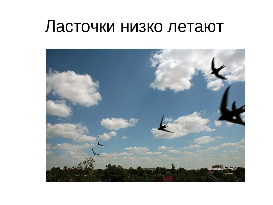 Ласточки низко летают примета. Народные приметы ласточки низко летают. Ласточки низко летают к дождю. Птицы низко летают. Ласточки низко летают к чему это.