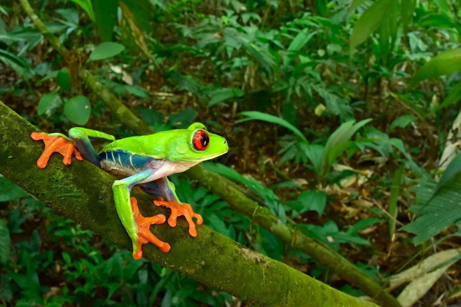 тропические животные. растения и животные тропических лесов". животные сельвы южной америки. сельва амазон птица. медовый медведь кинкажу.