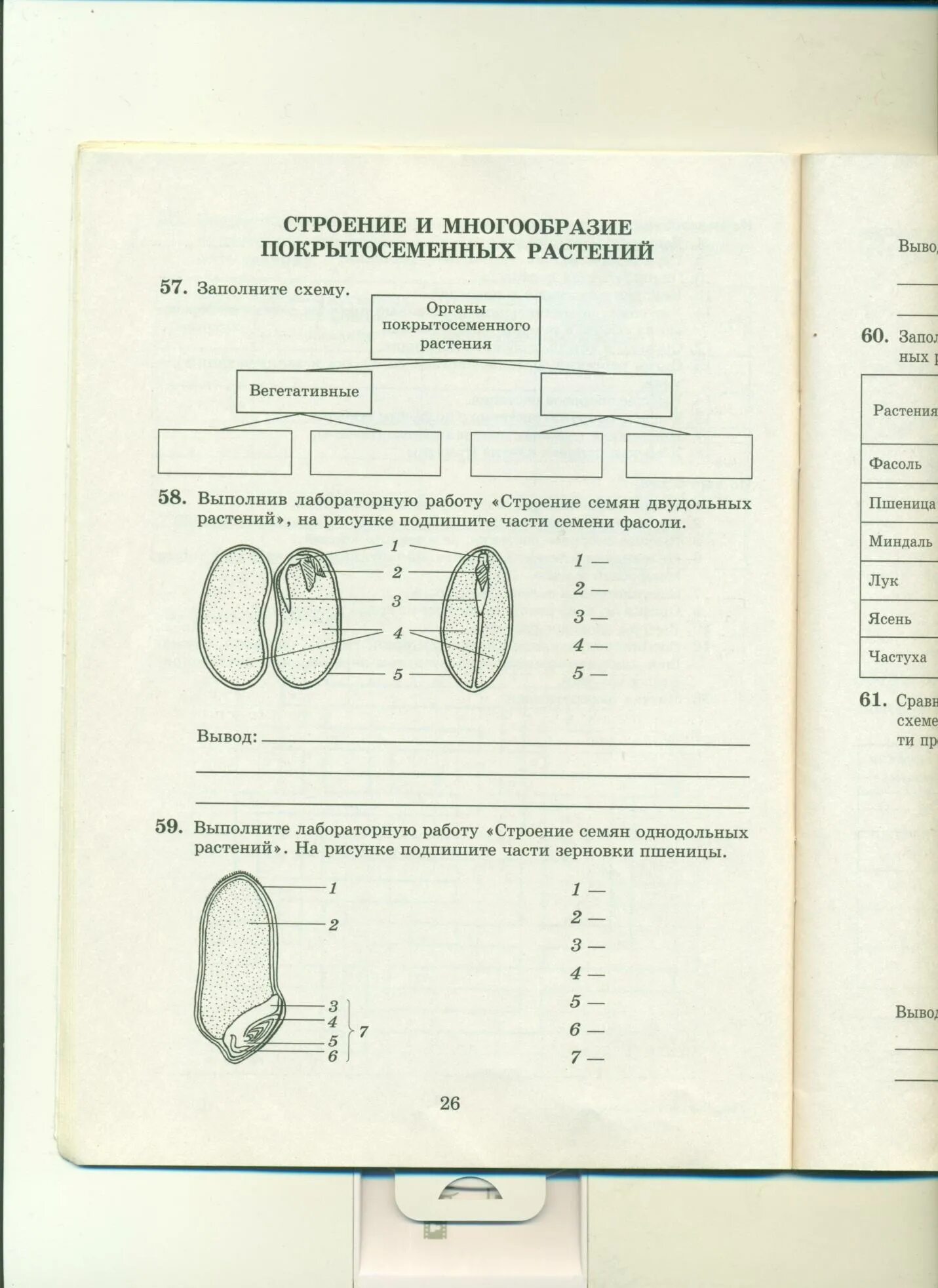 Биология 6 класс проверочные работы к теме строение семени. Проверочная строение семени. Строение семян заполните схему. Строение и многообразие покрытосеменных растений. Строение семян..