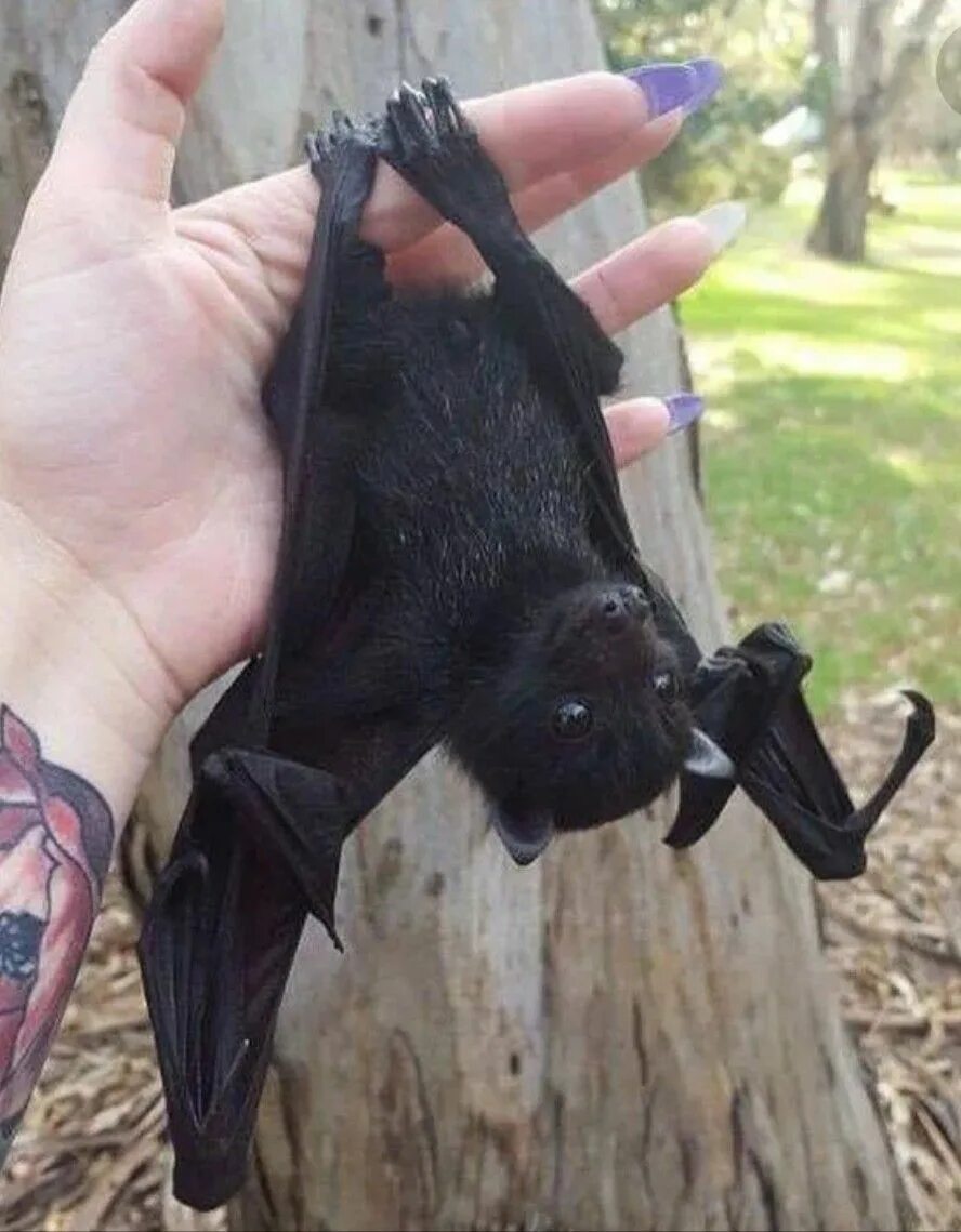 Bat user