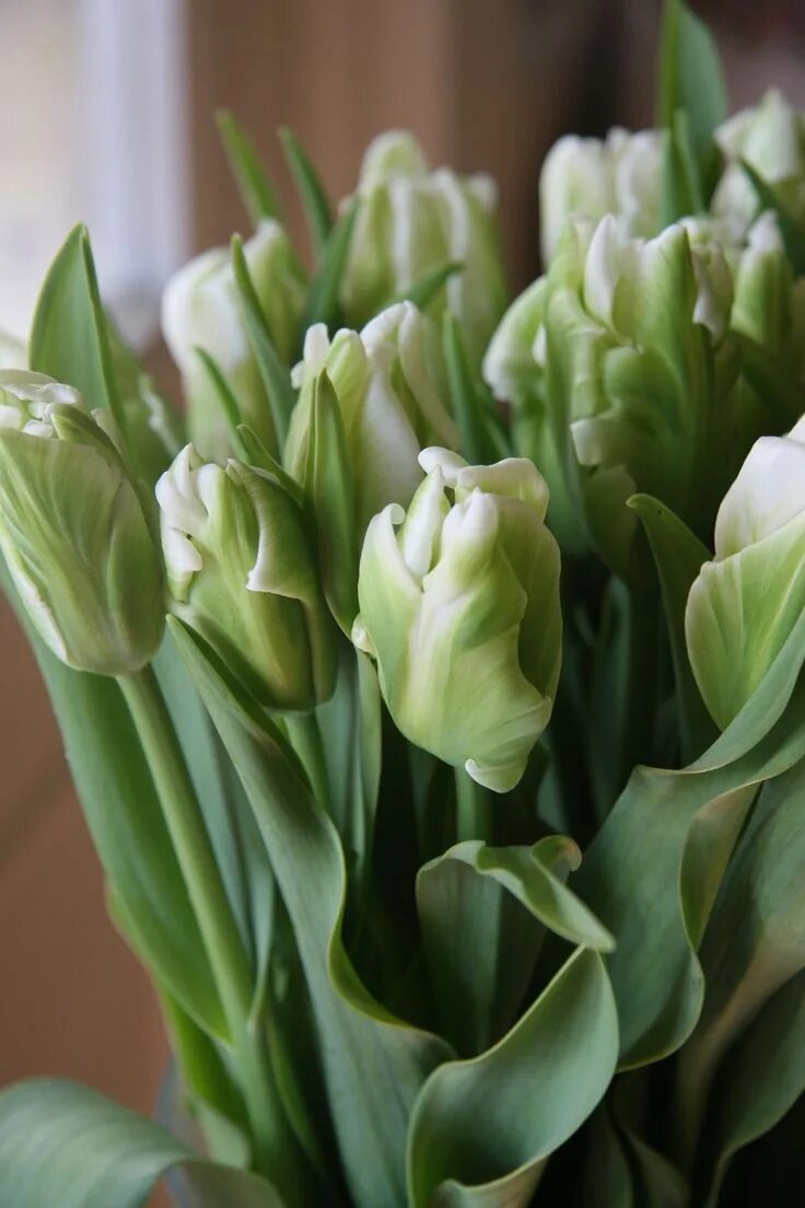 Тюльпан грин вейв (попугайный). Тюльпан касабланка. Тюльпан уайт пэррот. Тюльпан грин повер. Тюльпан уайт спринг грин.