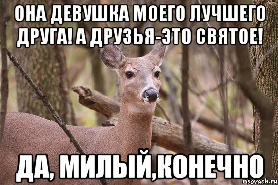 Наивная олениха мем. Лис олень. Животные. Моя подруга олениха на русском. Олень и олениха.