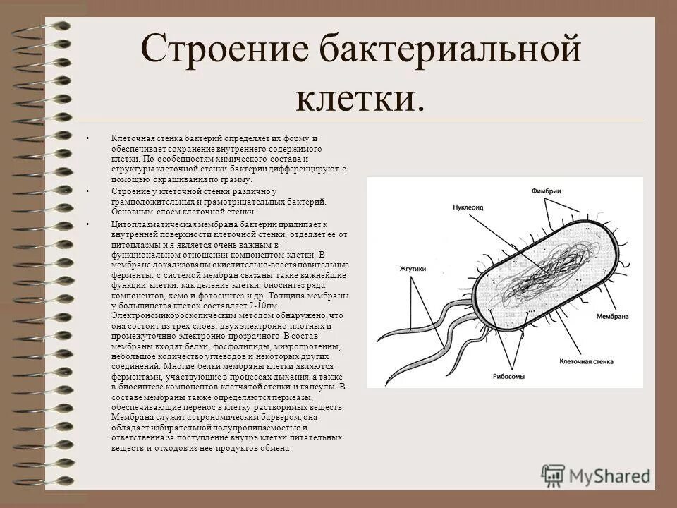 Строение цитоплазмы бактериальной клетки. Структура бактериальной клетки схема. Клетка бактерии рисунок для 5 класса биология. Бактерии строение бактериальной клетки. Структура цитоплазмы бактериальной клетки.