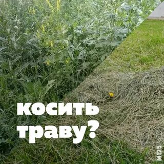 Кошеная трава как пишется