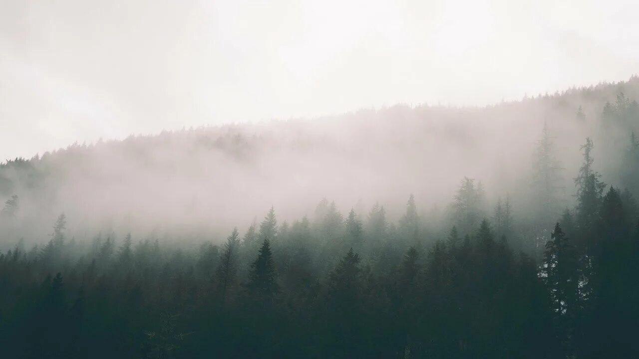 Горы в тумане. Панорама леса в тумане. Хвойный лес в тумане. Фон туман. Сквозь лес и дым геншин