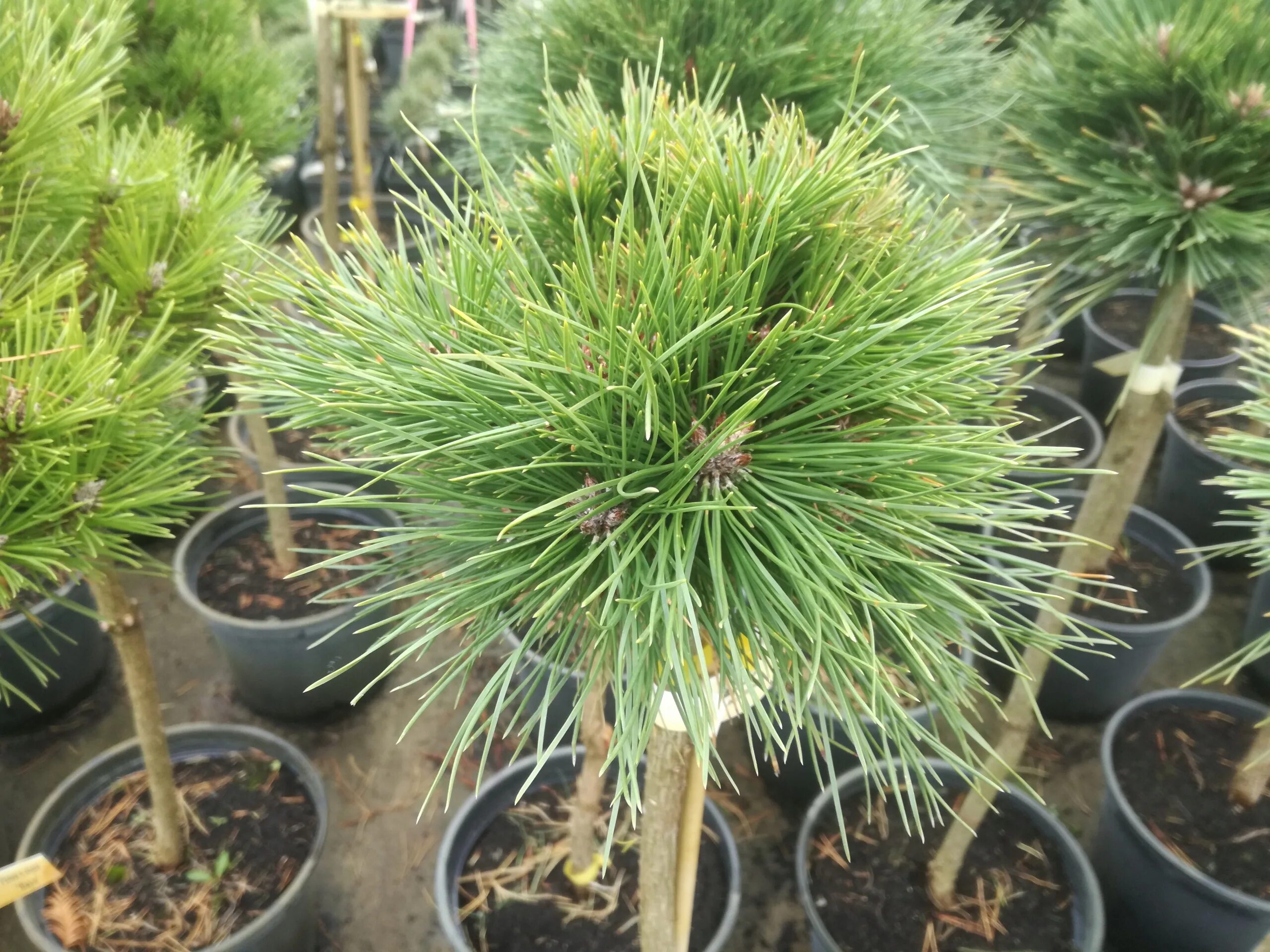 Сосна нигра описание. Сосна Pinus nigra. Pinus nigra (сосна чёрная) 'Nana'. Pinus nigra 'maritima'.