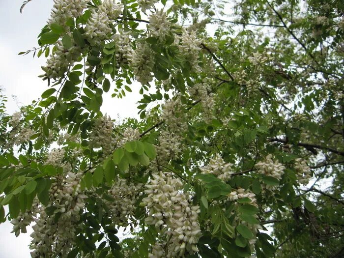 Акация белая (робиния). Акация дерево. Акация белая описание. Белая акация. Робиния лжеакация.