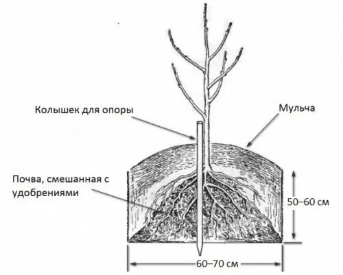 Где сажать вишню. Где сажать вишню