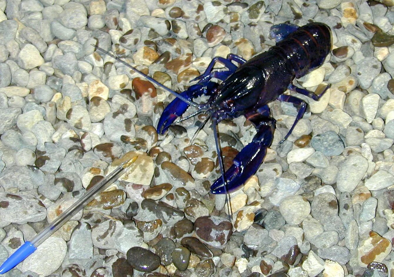 Кубинский рак. Cherax quadricarinatus. Cherax tenuimanus. Ябби разрушитель. Cherax peknyi.