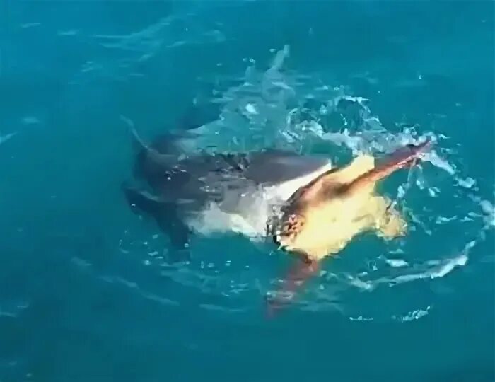 Акула спасла черепаху. Нападение тигровой акулы на черепаху.