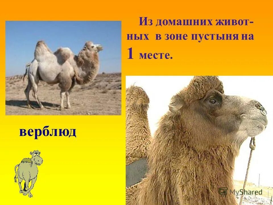 Окр мир 4 кл пустыни. Проект пустыня. Описание пустыни. Окр мир 4 кл пустыни. Зона пустынь 4 класс.