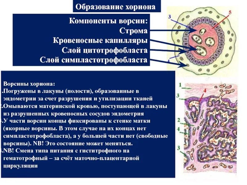 Что такое плацента и какова ее функция. Образование ворсин хориона гистология. Эмбриональные ворсины хориона. Трофобласт и хорион. Ворсинки хориона препарат.