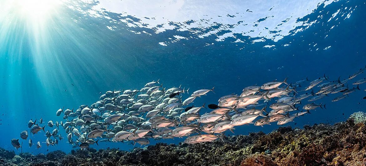 Морские экосистемы. Экосистема моря. Экосистема океана. Экосистем глубин океана. Распространение животных в мировом океане