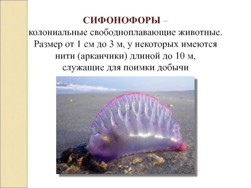 Сифонофоры это 3 класс литературное чтение. Сифонофора 46 метров. сифонофор. сифонофоры информация. сифонофора симметрия.