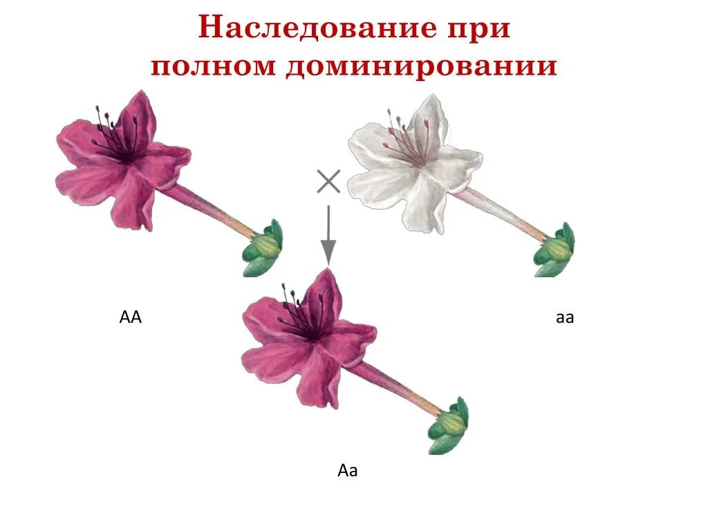 Неполное доминирование расщепление по генотипу. Неполное доминирование. полное доминирование это. неполное доминирование это в биологии. неполное доминирование примеры.