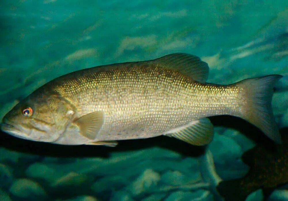Рыба бас. Smallmouth bass. малоротый окунь. бас рыба фото.
