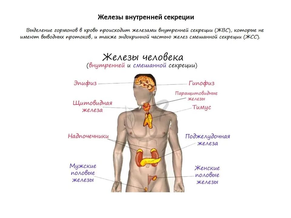 Эндокринная система человека гормоны. Эндокринная система внешней секреции. Система желёз внутренней секреции. Эндокринная система таблица железы гормоны. Эндокринная система железы и гормоны.