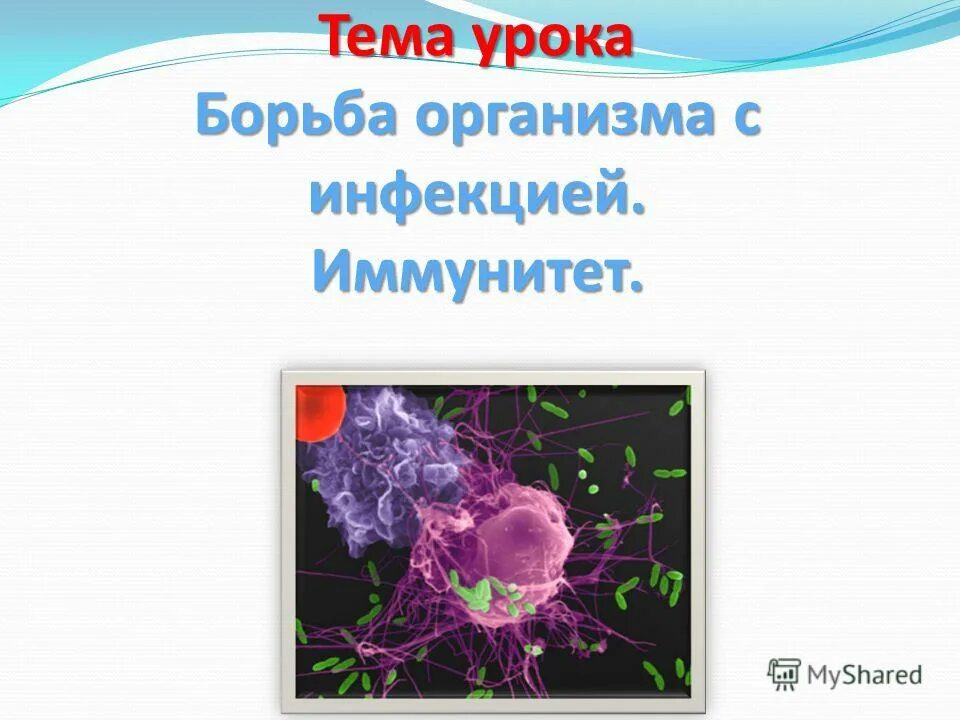 борьба организма с инфекцией иммунитет 8 класс презентация. иммунитет презентация. механизм клеточного иммунитета. борьба организма с инфекцией иммунитет 8 класс презентация. борьба организма с инфекцией.