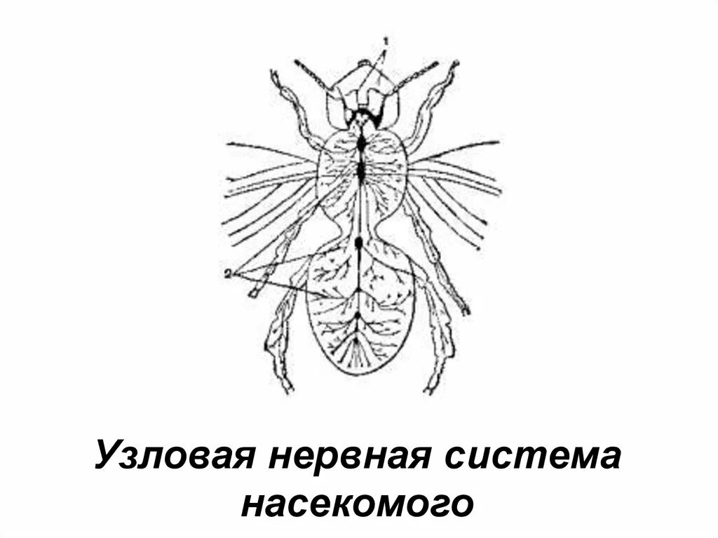 Узловая нервная. Узловая нервная система картинки. Узловая нервная система. Усложнение нервной системы беспозвоночных. Кольчатые черви нервная система узлового типа.