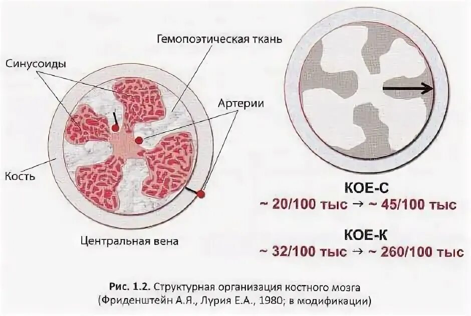 Структуры красного костного мозга. Схема строения красного костного мозга. Строение красного костного мозга иммунология. Основные структуры красного костного мозга. Основные структуры красного костного мозга иммунология.